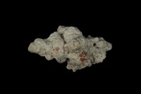 藏品(黑千手螺)的圖片